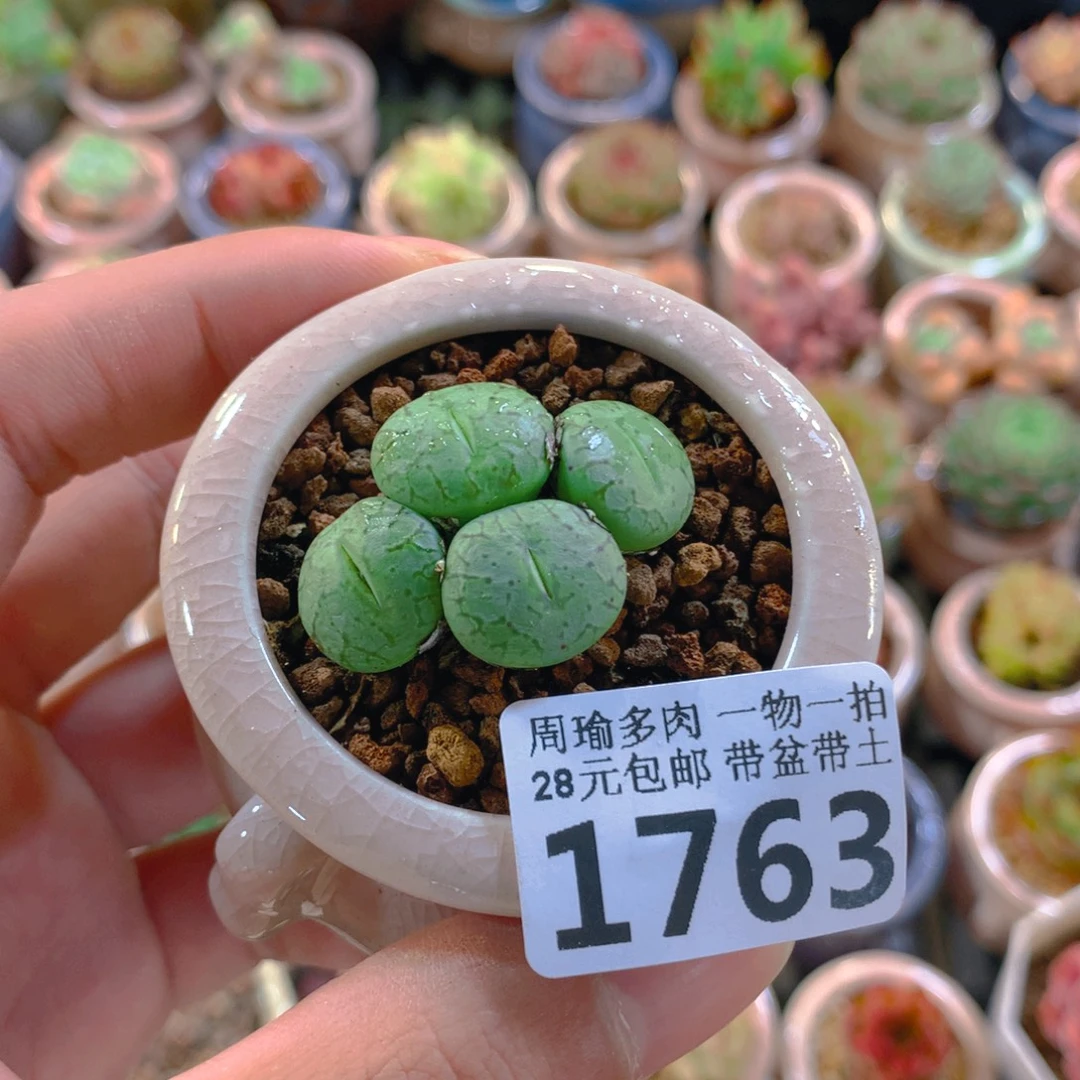 精控多肉植物1763
