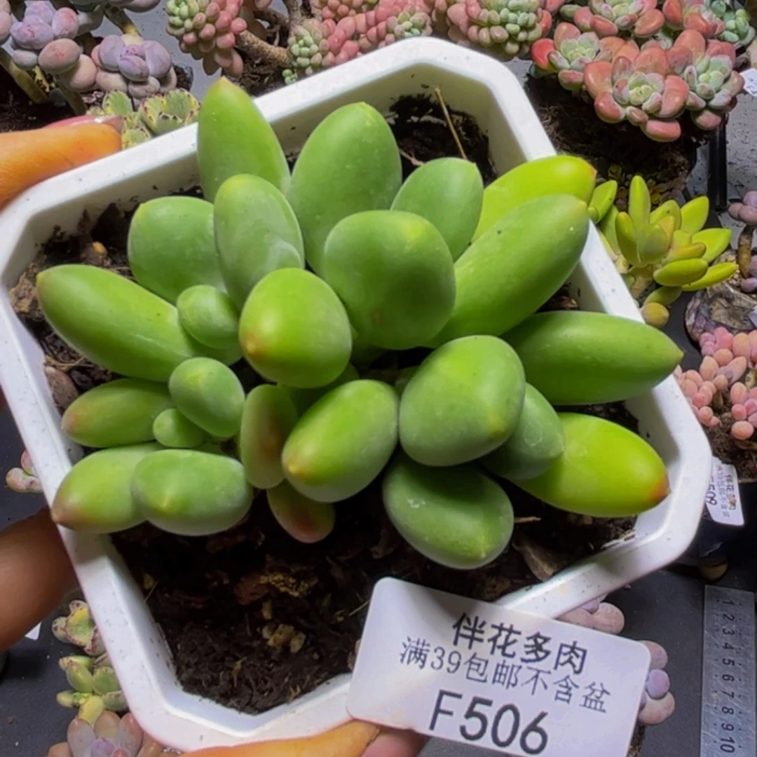 芒果奶酪506/8cm多肉