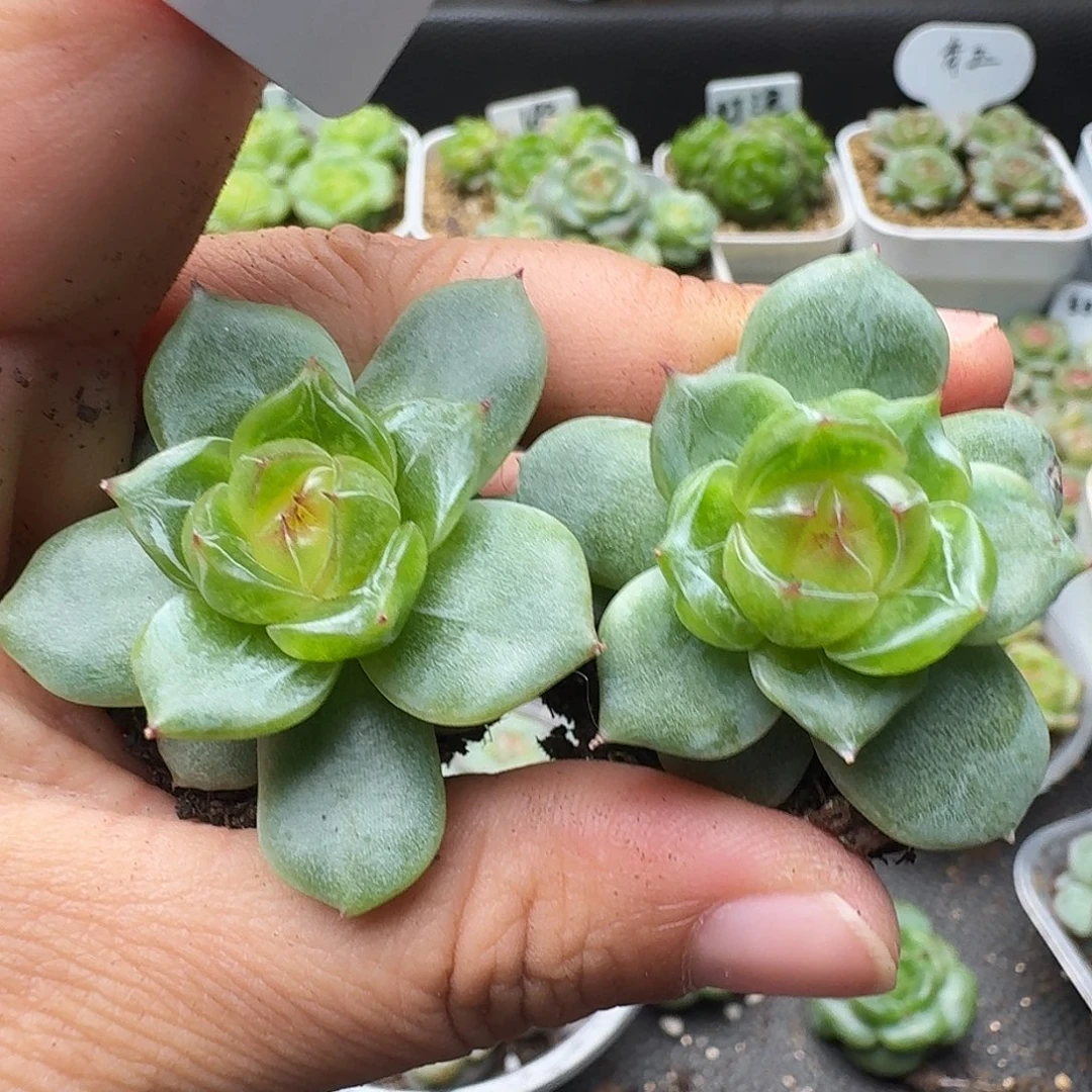 一物一拍一物一拍918-166
