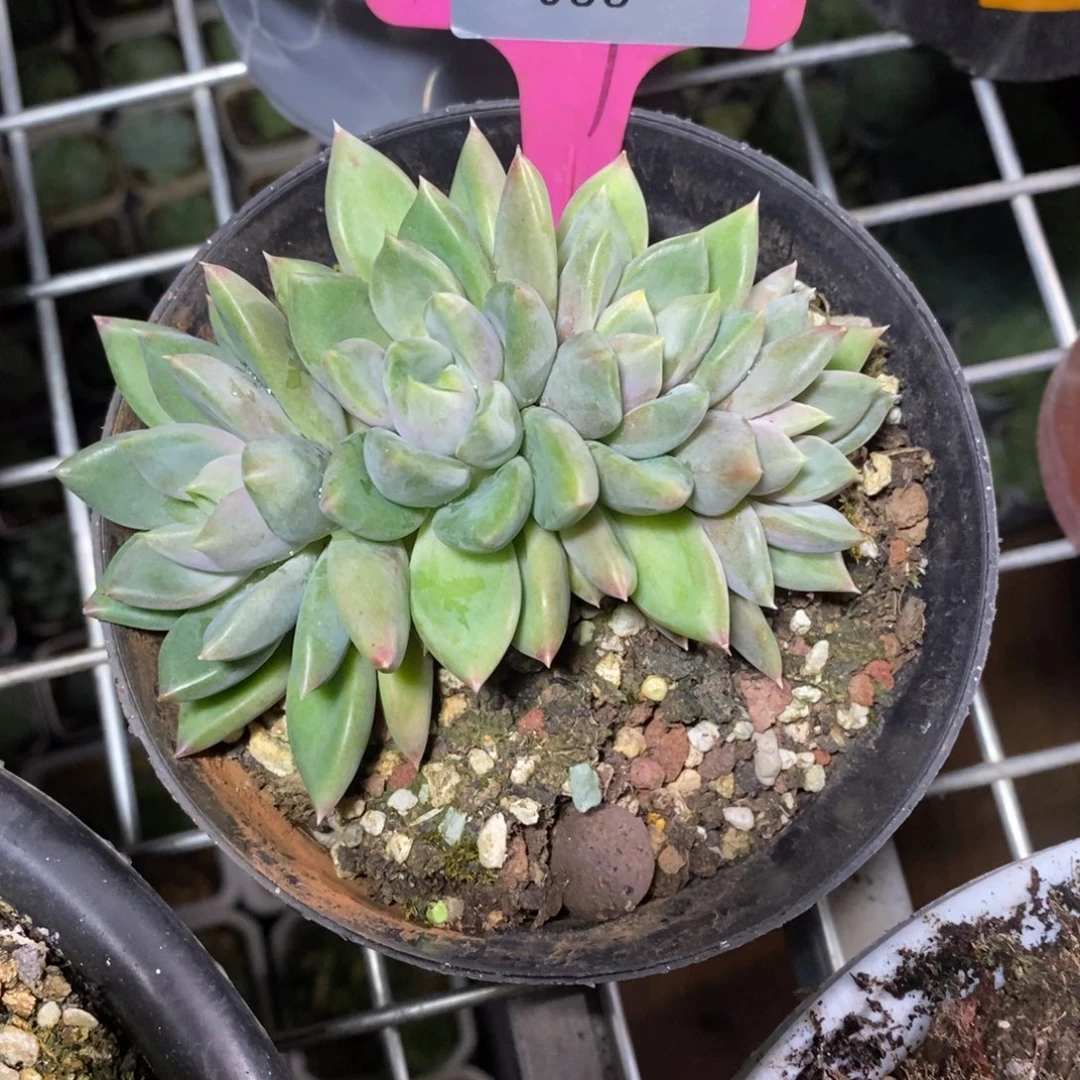 x033-直播福利 象牙一字缀