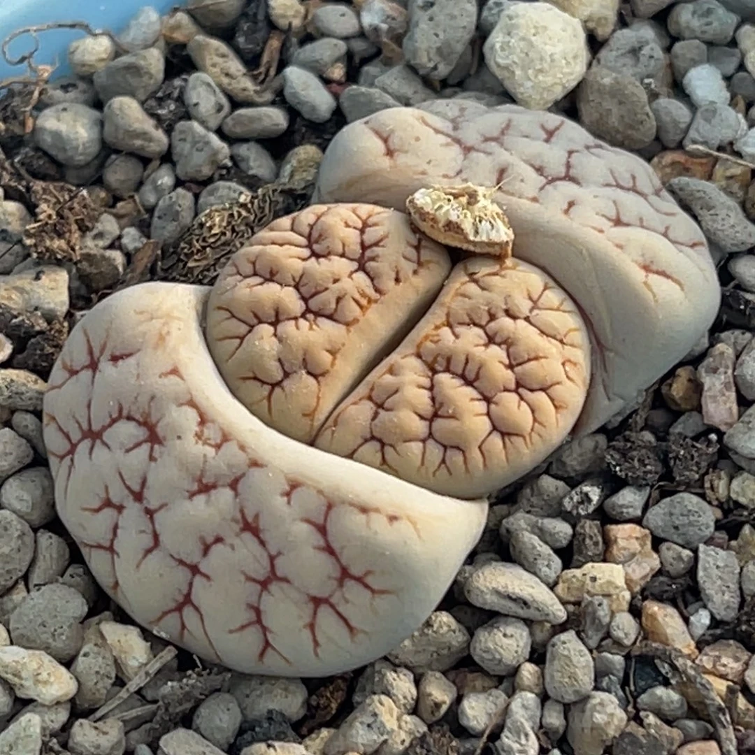 8605凹凸铁189一颗。