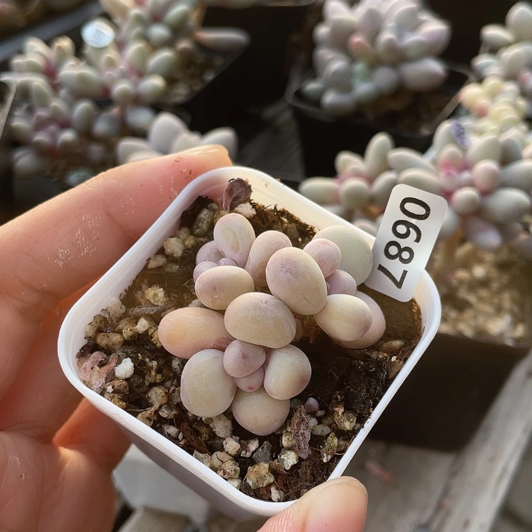 西瓜奶酪多肉植物