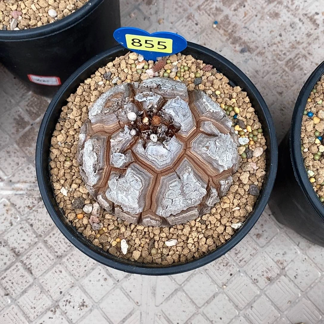 哗***流南非龟甲龙龟甲龙