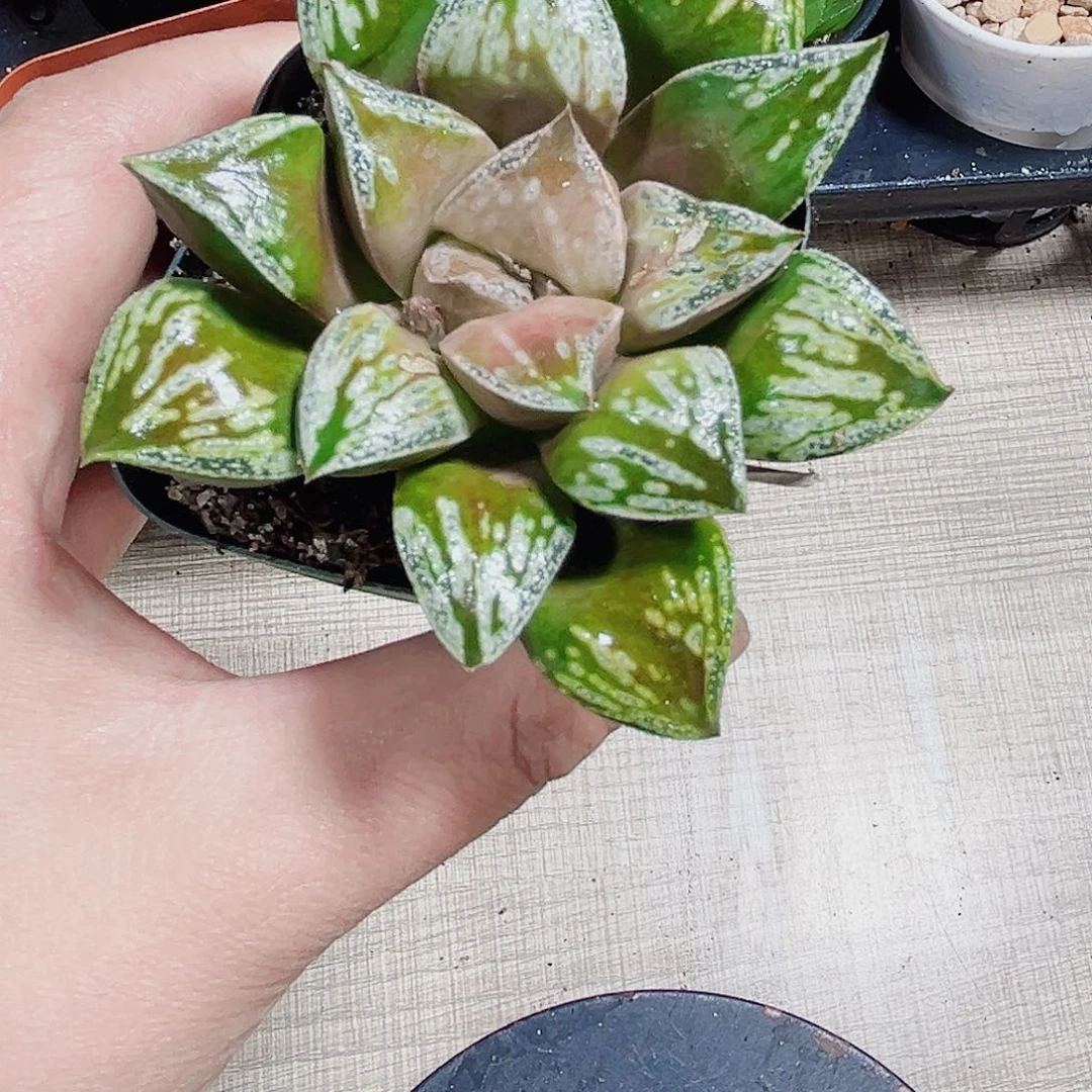 铜雀台多肉植物66666