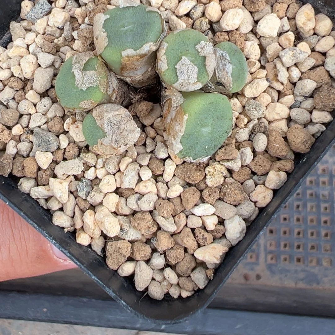 17-126肉锥多肉植物，