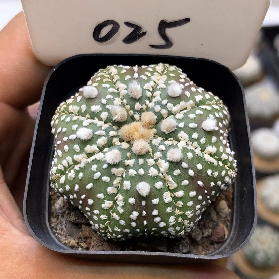 025泰奇海星福利特价咯