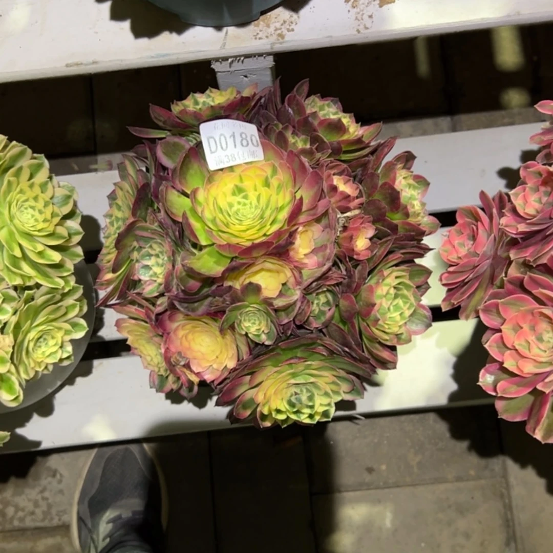 【闪购商品】橙**绿180海王多肉