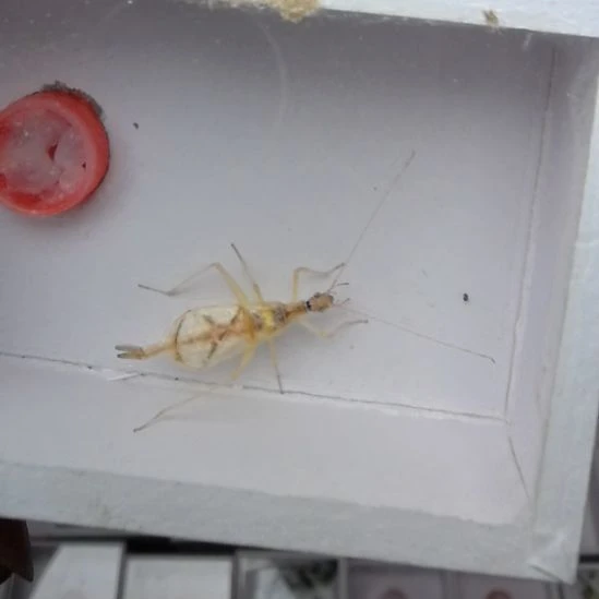 蟋蟀丽树蟋一条漂亮合适