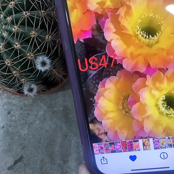 47仙人球，14789000