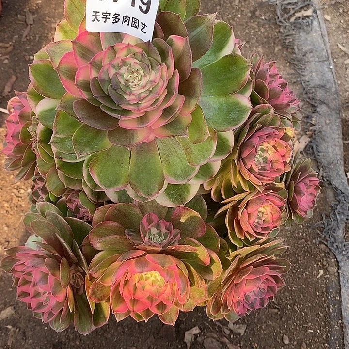 涛***a多肉植物荔枝719多肉