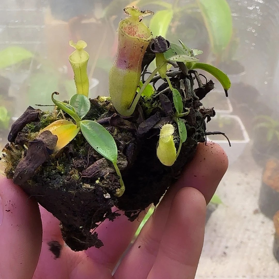 无花朵专拍风铃猪笼草