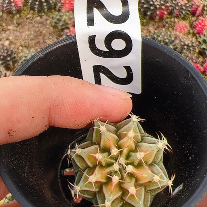当前无花栽培后可以开花292