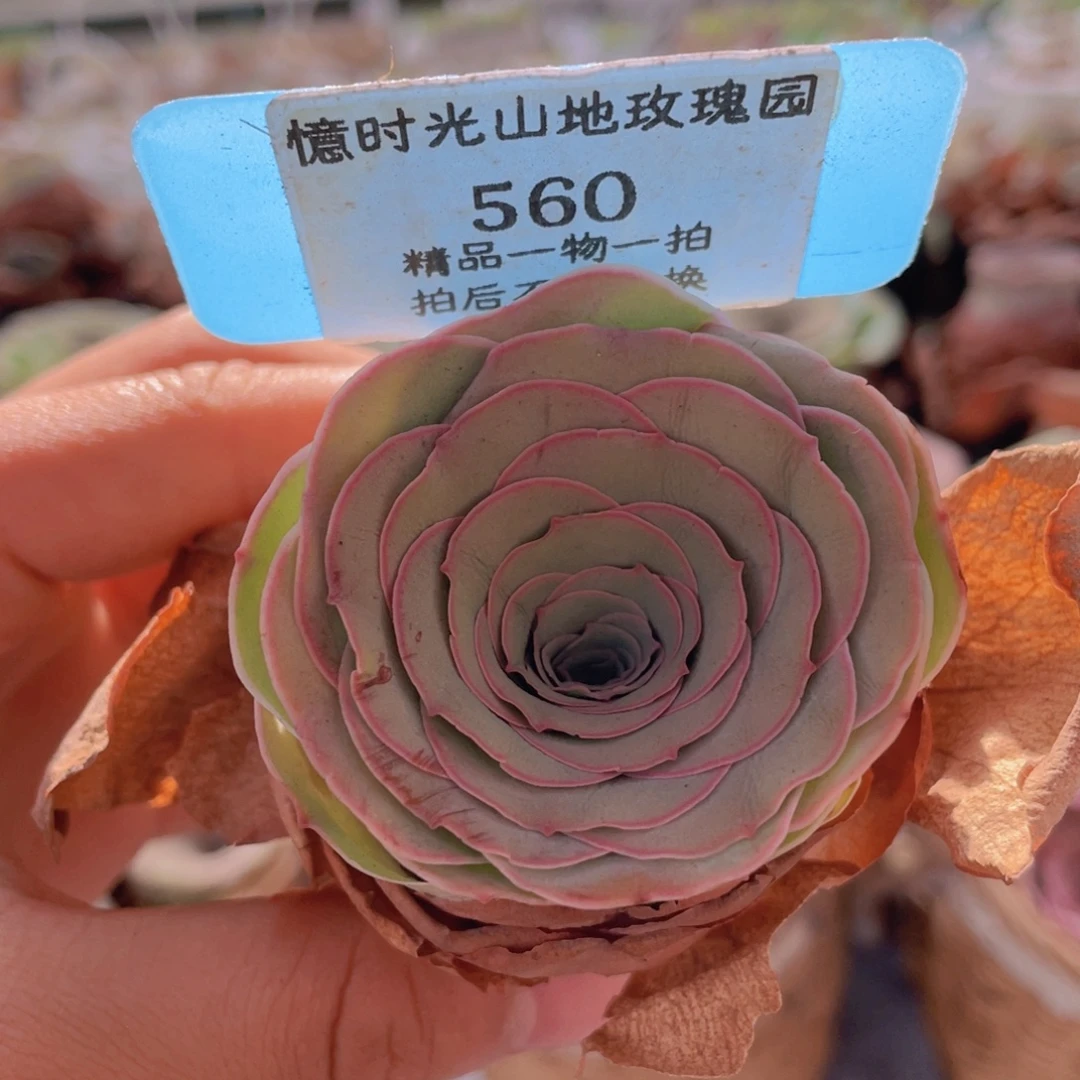 山地玫瑰560裸根发货不售后