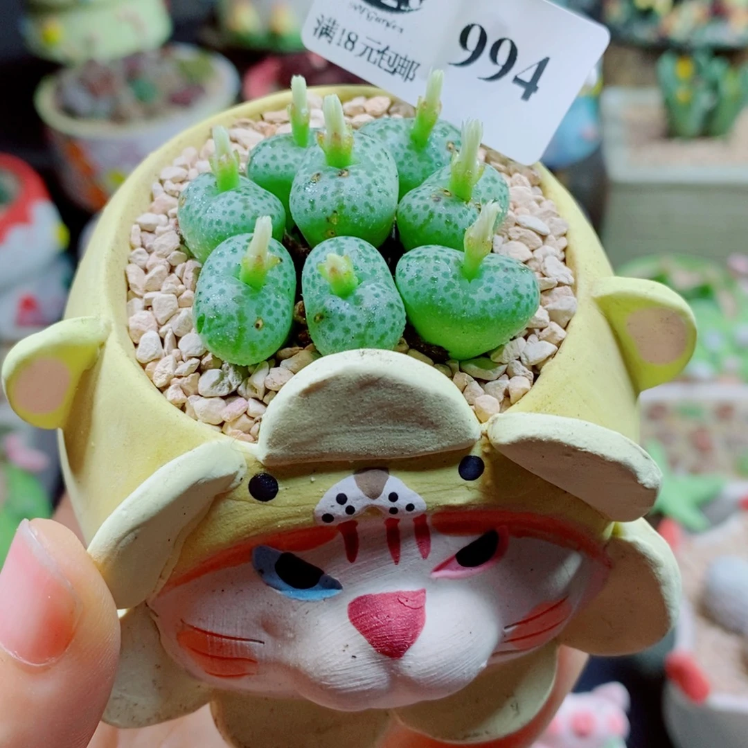 生石花花花花花花花994