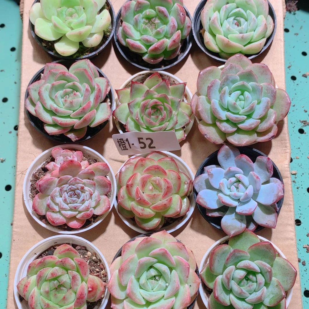 1-52一物一拍多肉带盆18颗