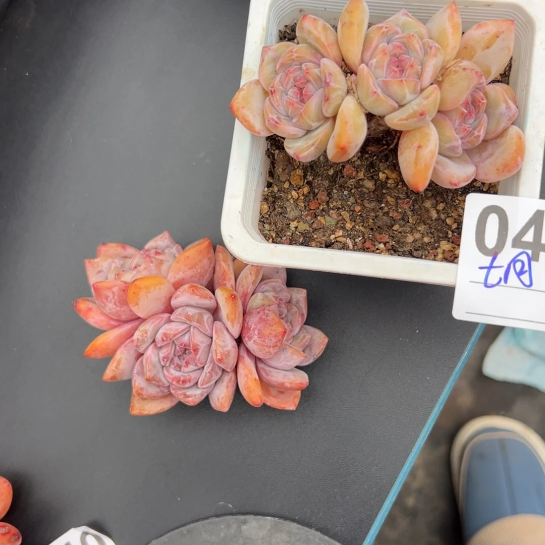 七*?俩个三头星影0000000