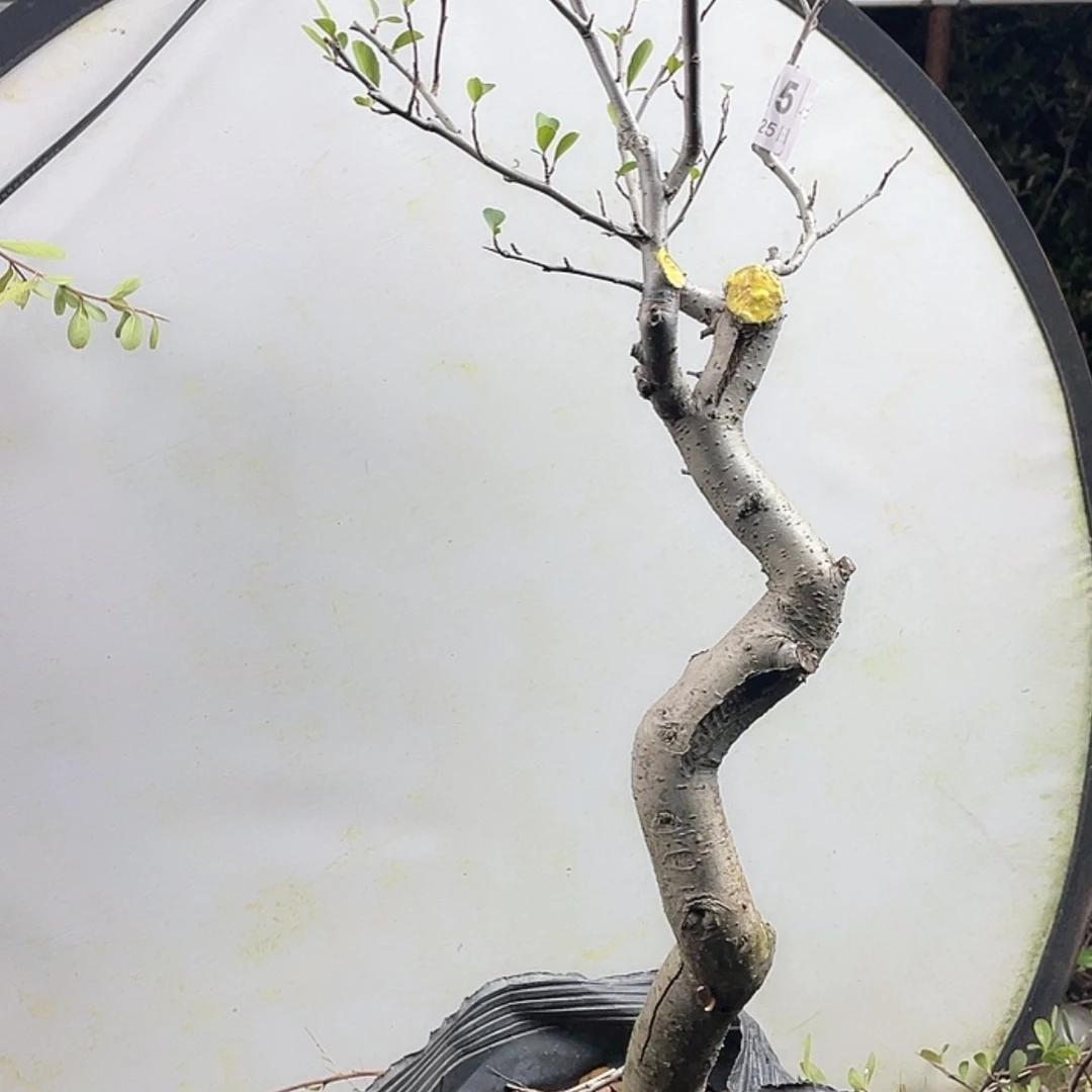 【闪购商品】无花朵015