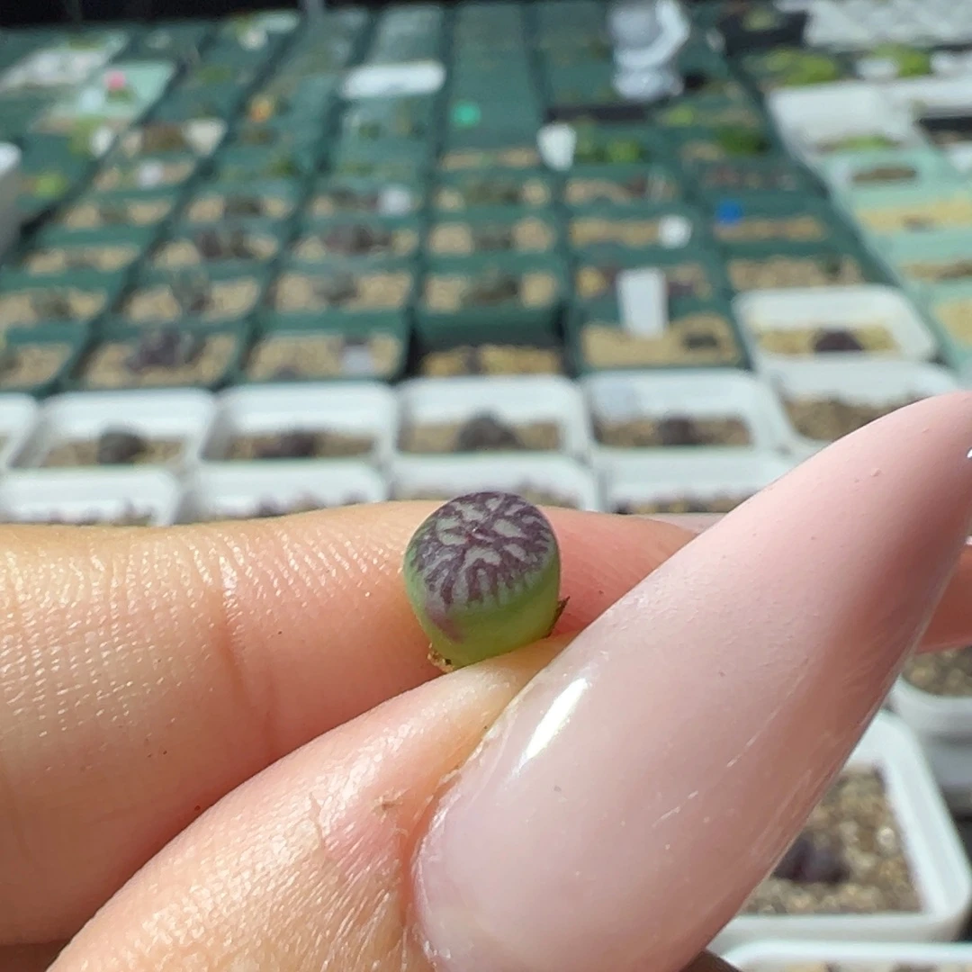 雒***枫八重墨多肉多肉植物