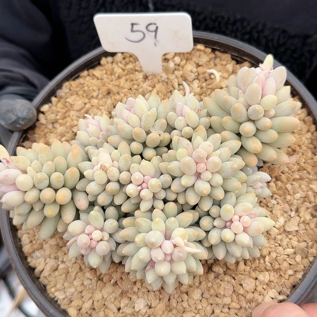 59号婴儿手指25.8      肉