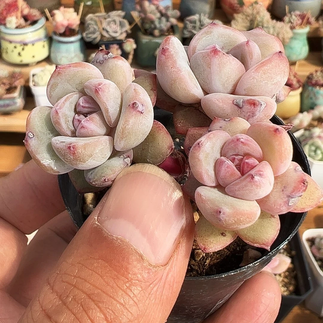 会****年多肉星影群生，1256