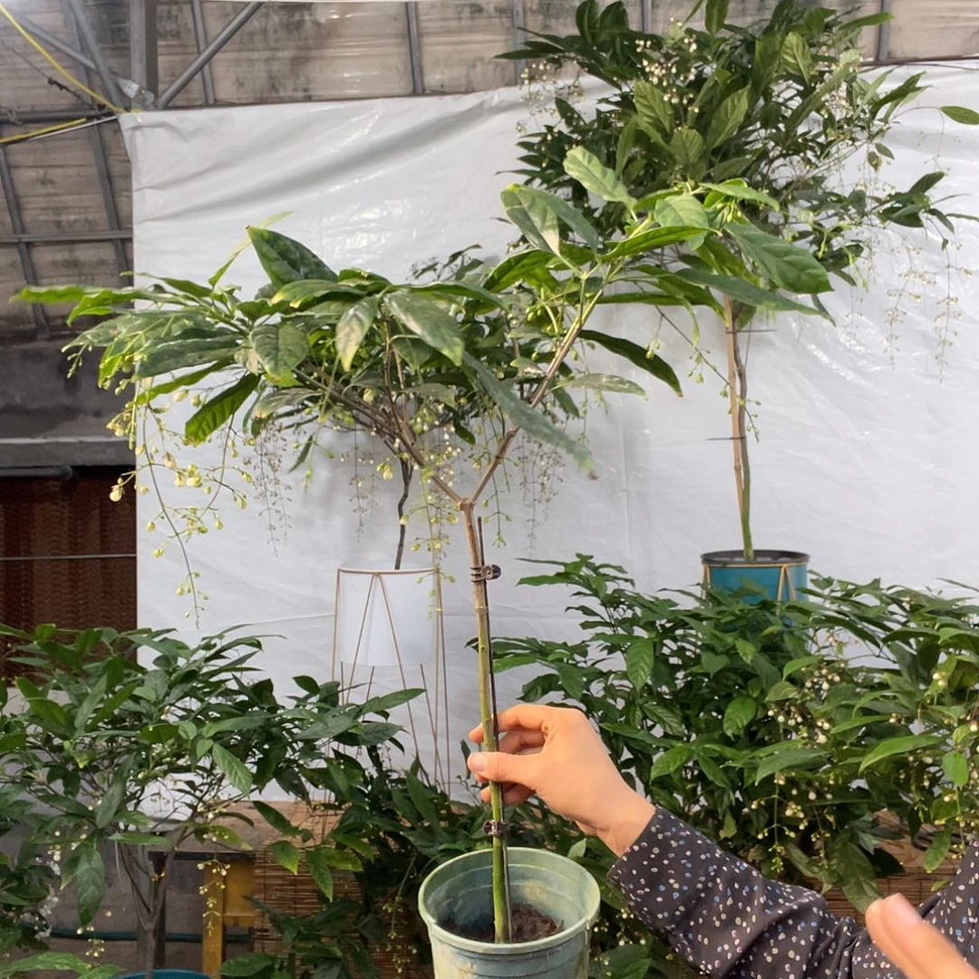 无花朵垂丝茉莉中颗一盆