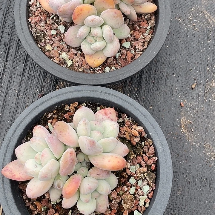 两盆香水多肉植物