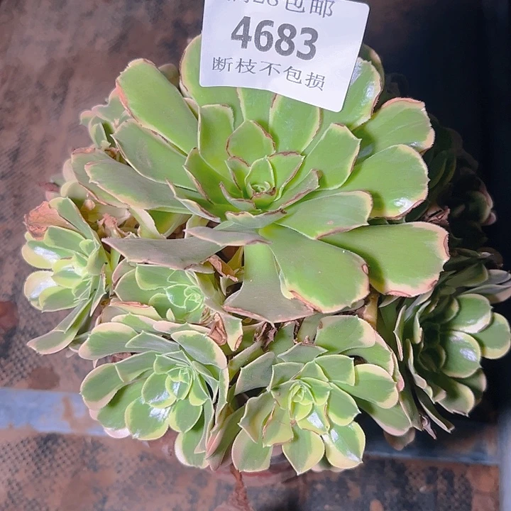 4683特斯拉多肉植物