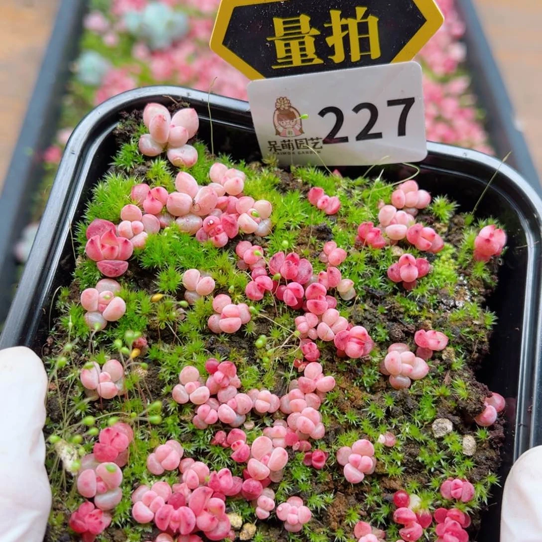 多肉植物多肉植物