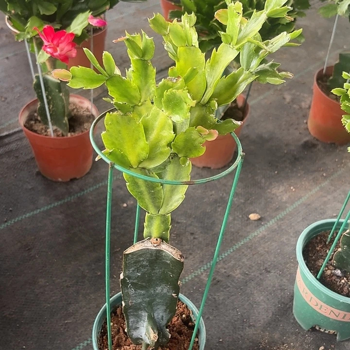 圆***当前无花栽培后可以开花