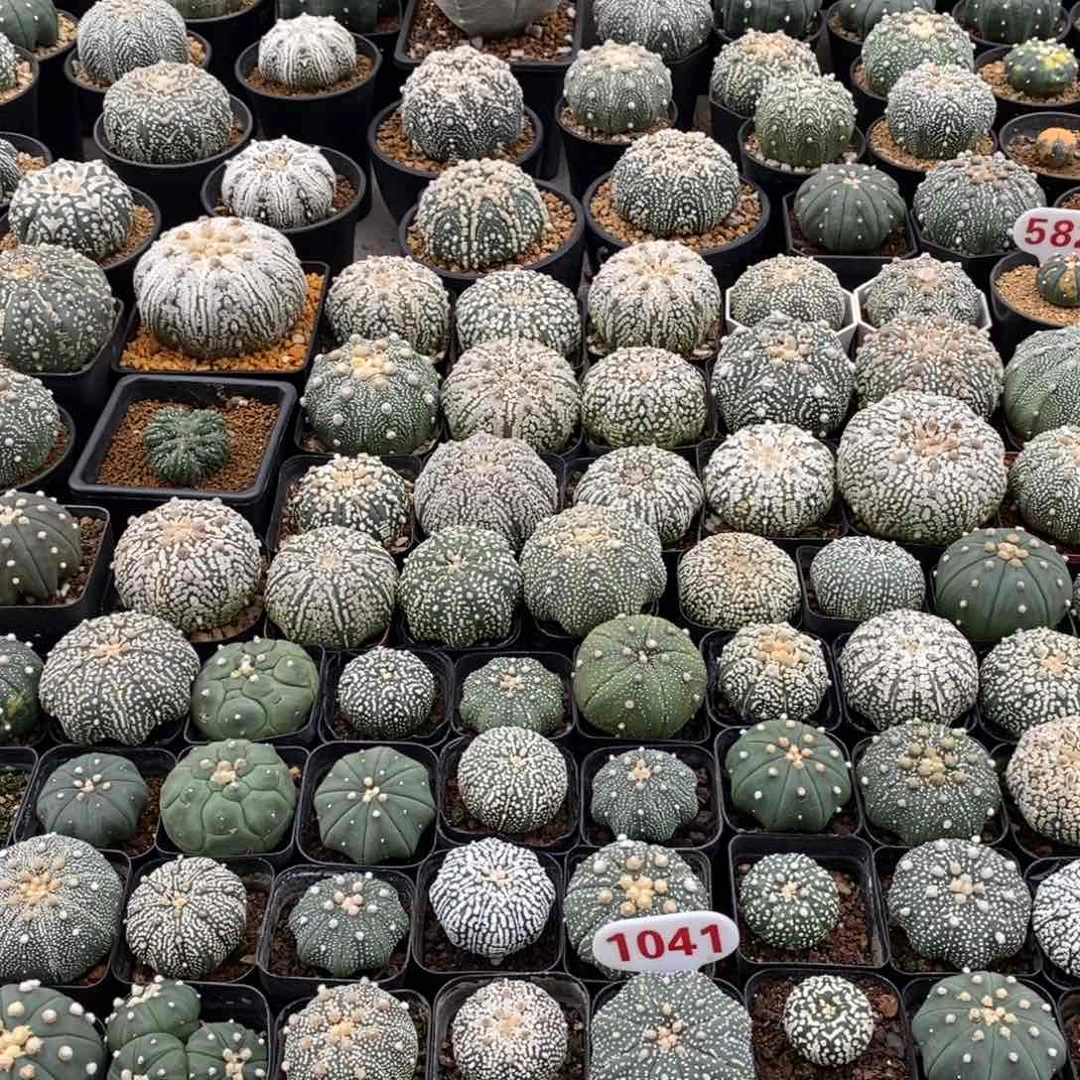 142福利来了哦亲