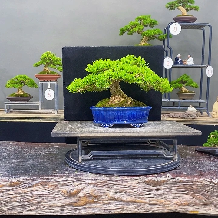 无花朵黄杨盆景四季常青不落叶