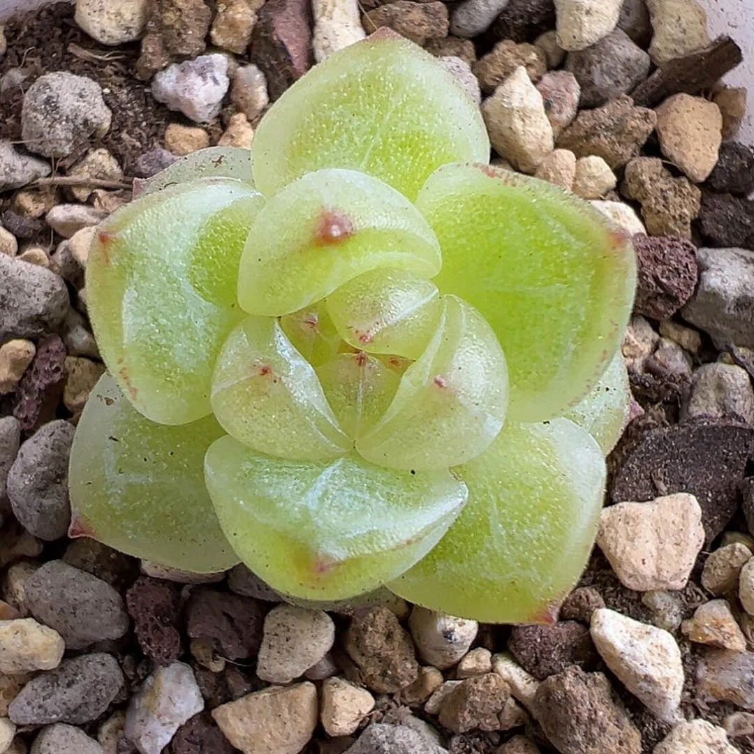 珍妮福利一物一拍