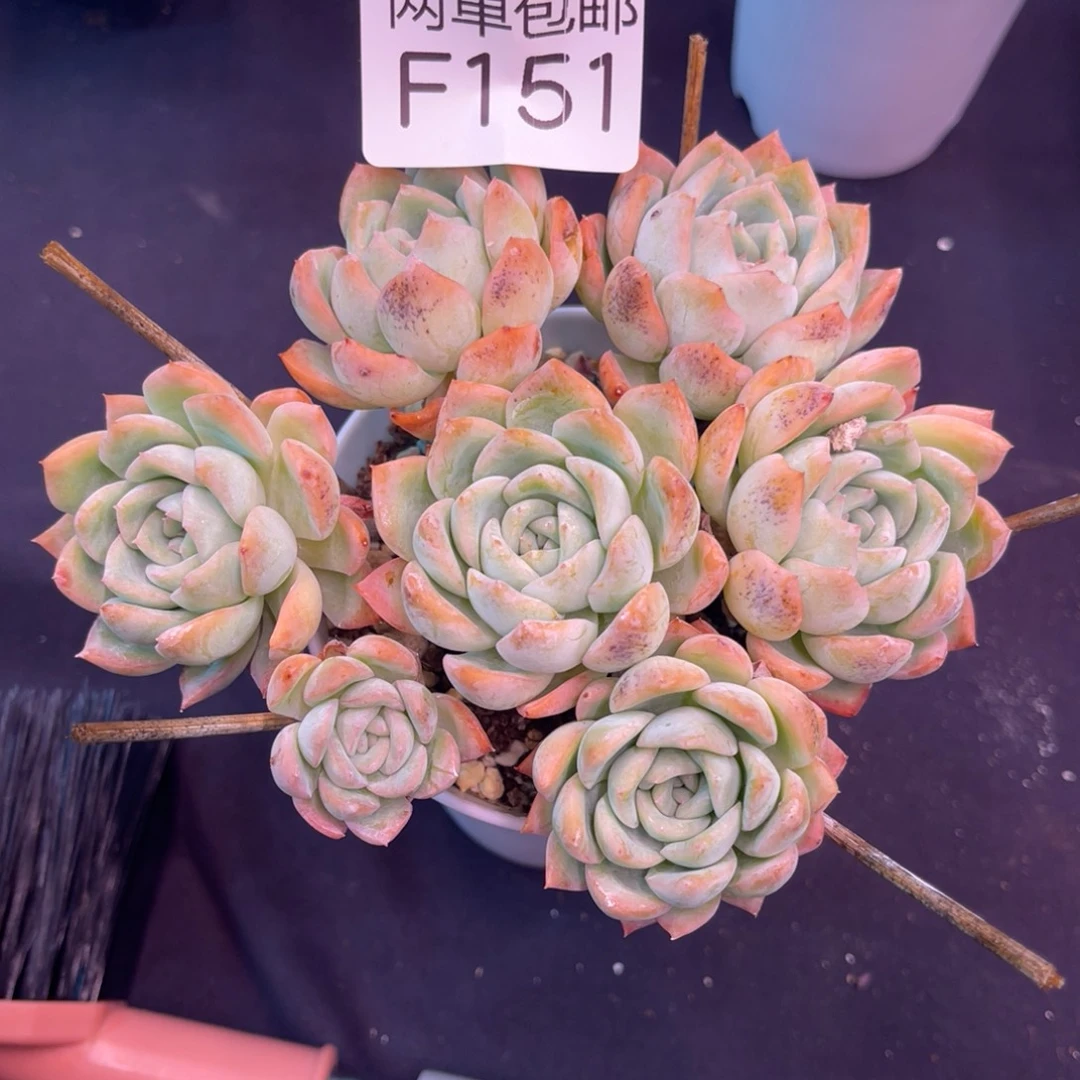 哈哈哈哈哈哈哈151
