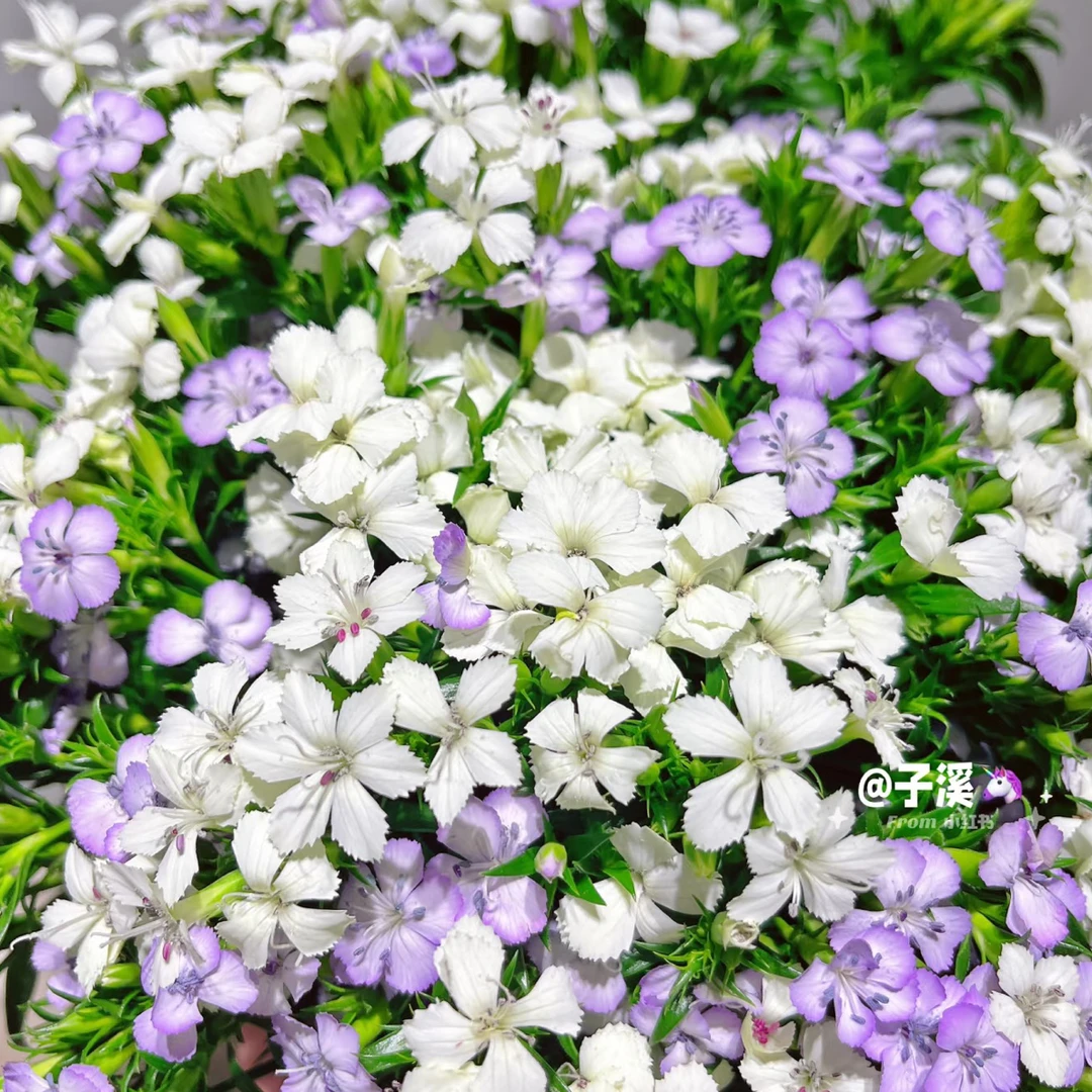 【香羿鲜花】青梅混色一扎/全场任意两单及以上包邮