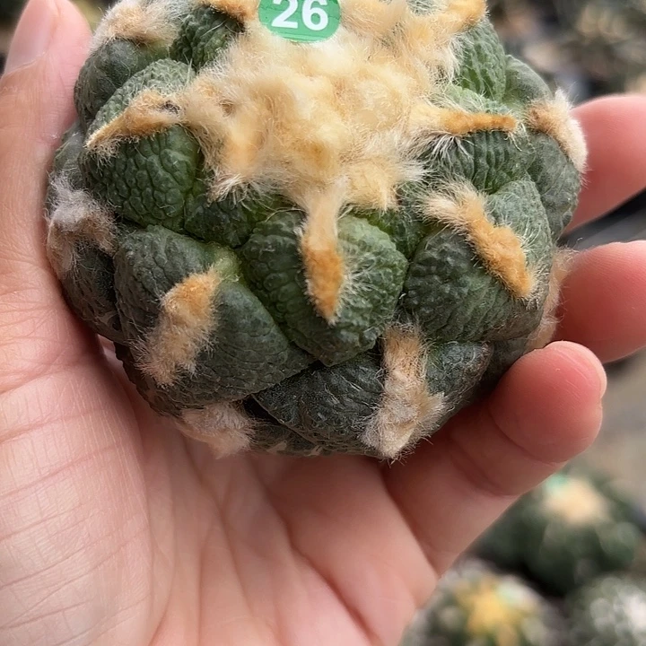 袖蒲苗接落地仙人球26