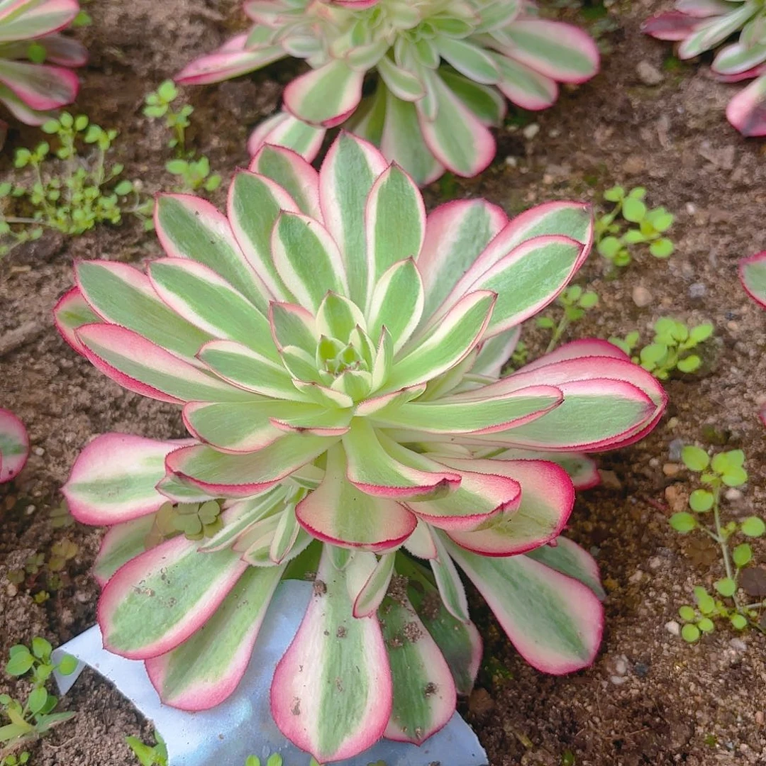 荔枝雨荷海王多肉植物