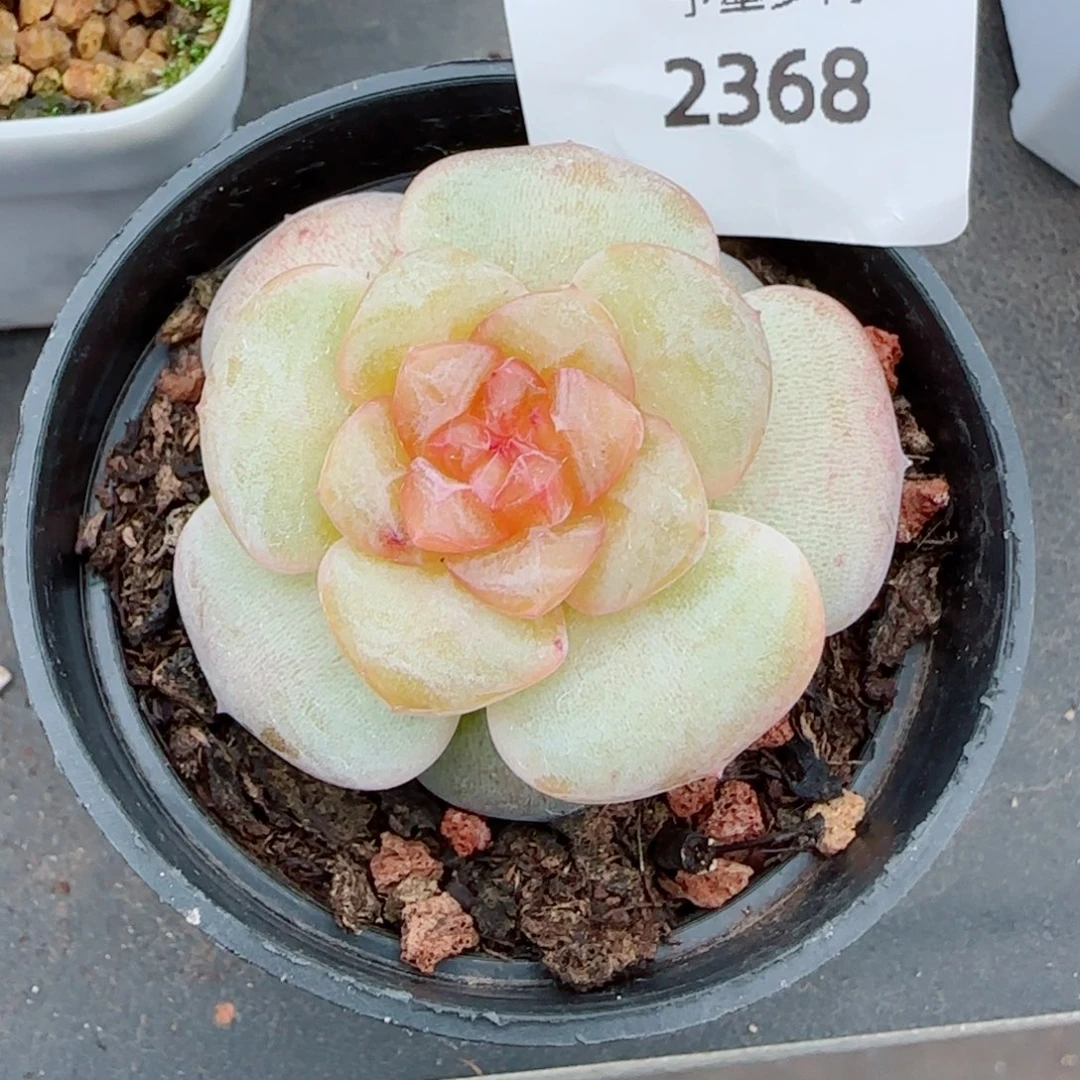 初恋，2368多肉植物