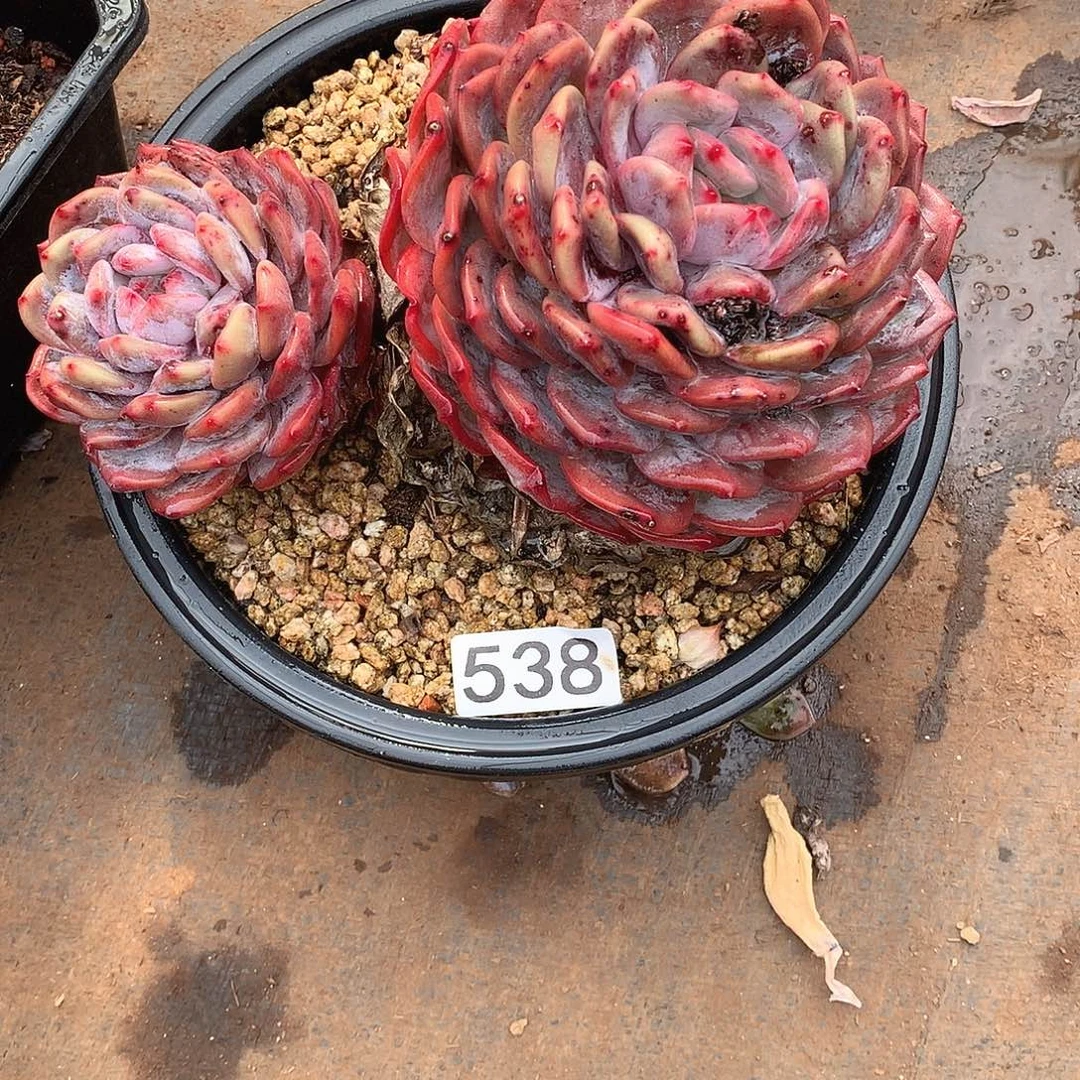 538 一物一拍多肉