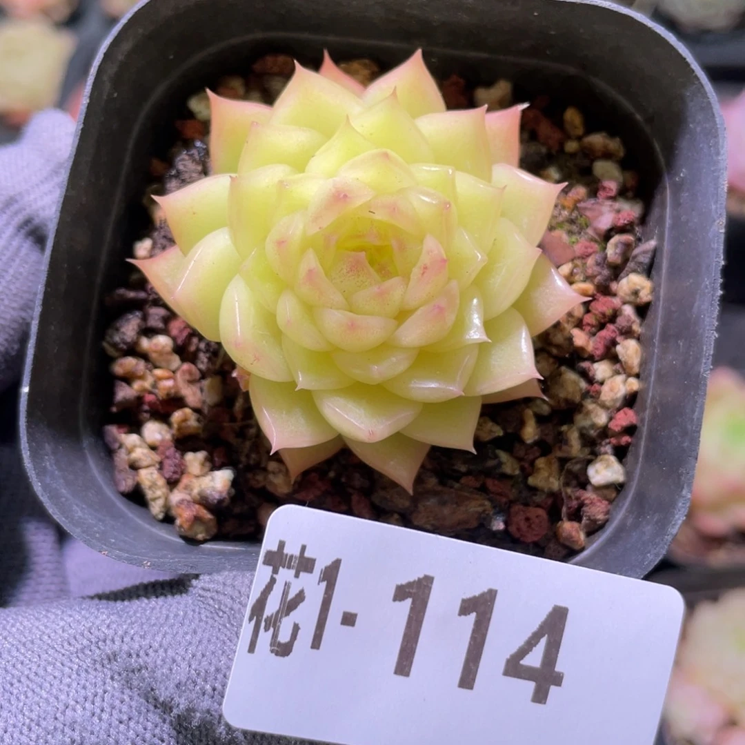 花利美  1-114麦秆