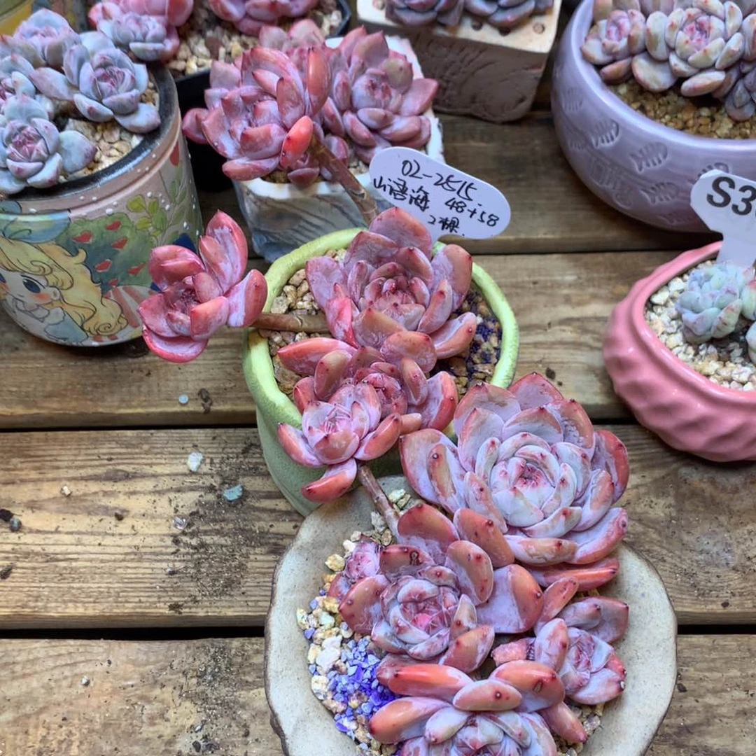 2515 山语海 专拍2棵星影石榴籽