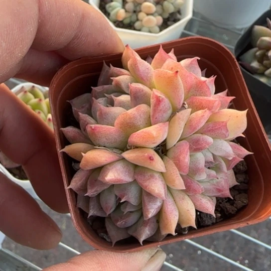 ?*愁282桃熏 一物一拍多肉