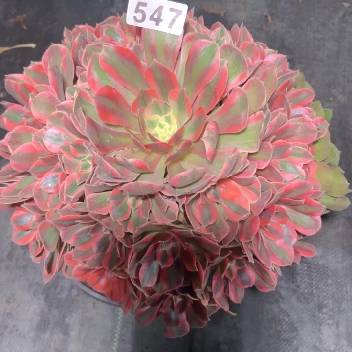 547老庄多肉法师女妖