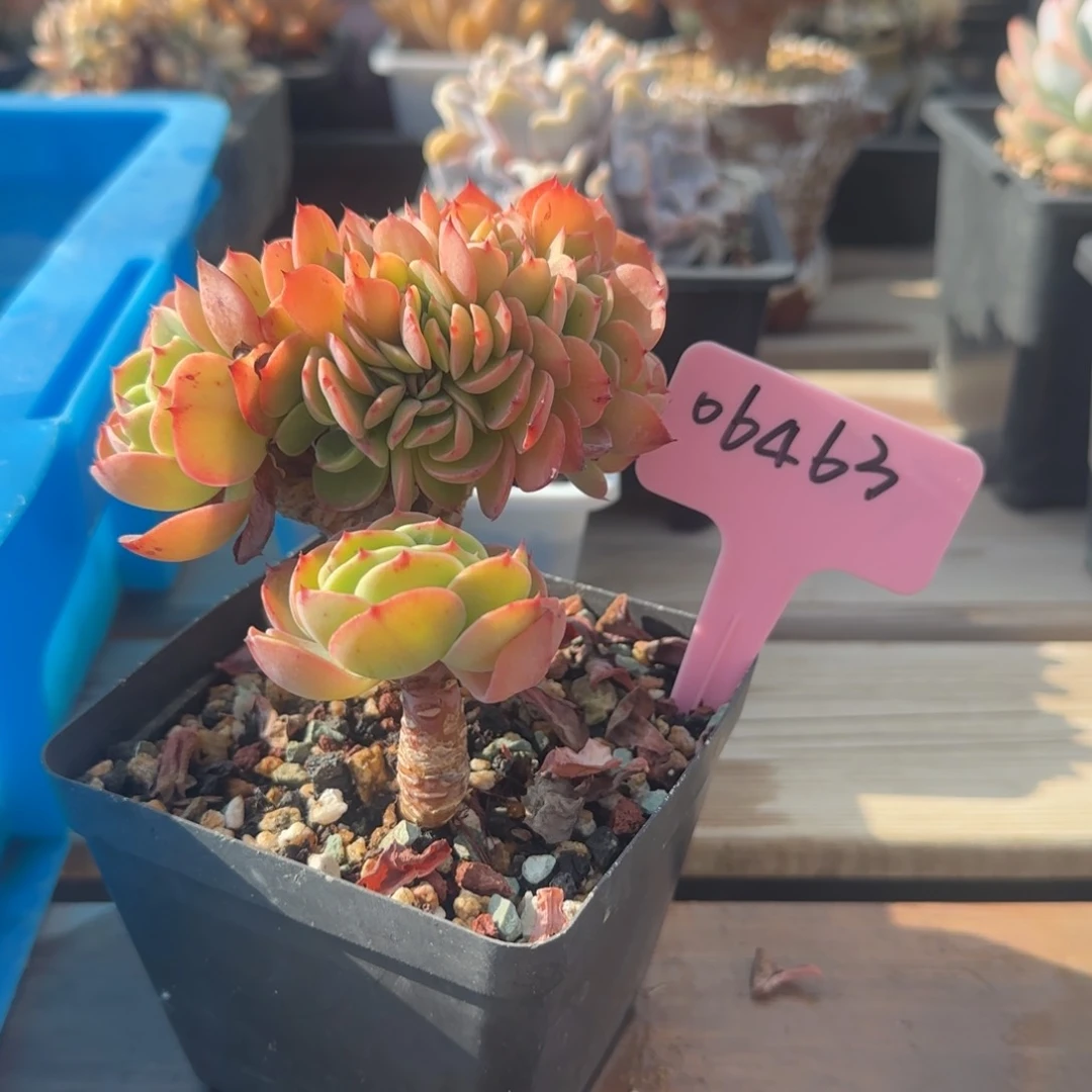 爱斯梅拉达五十包邮