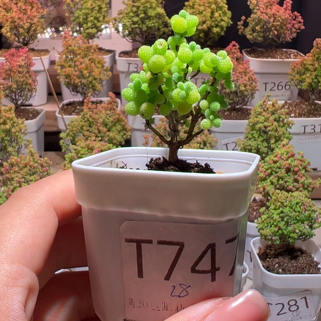747金桔带土发货一物一拍