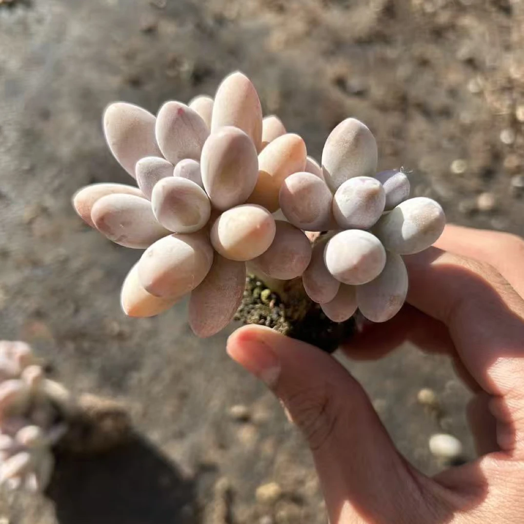 多肉 韩版汤圆 双头 穴盘苗（满9.9包邮）