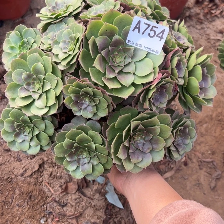 万圣节多肉植物754.