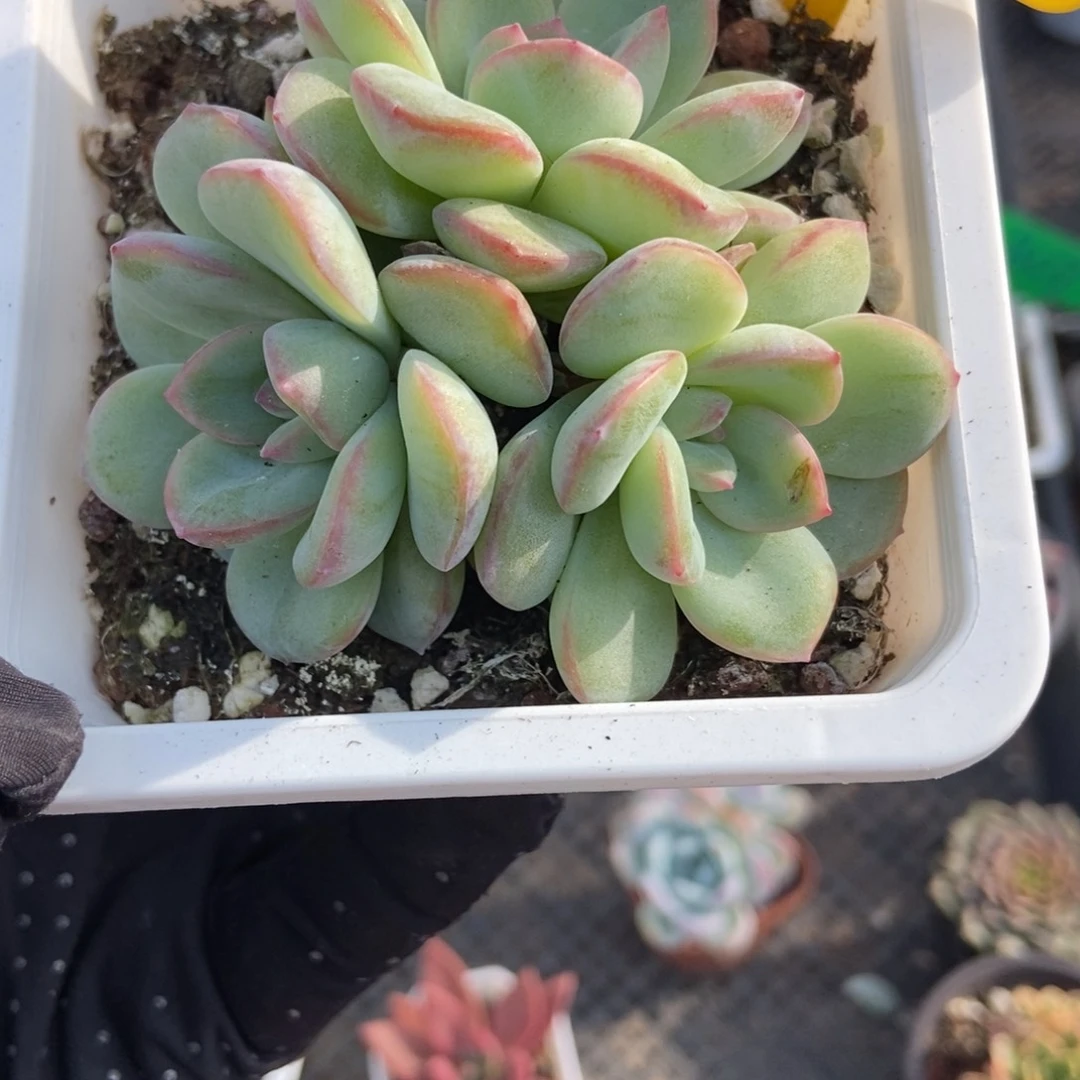 622泡芙多肉植物多肉
