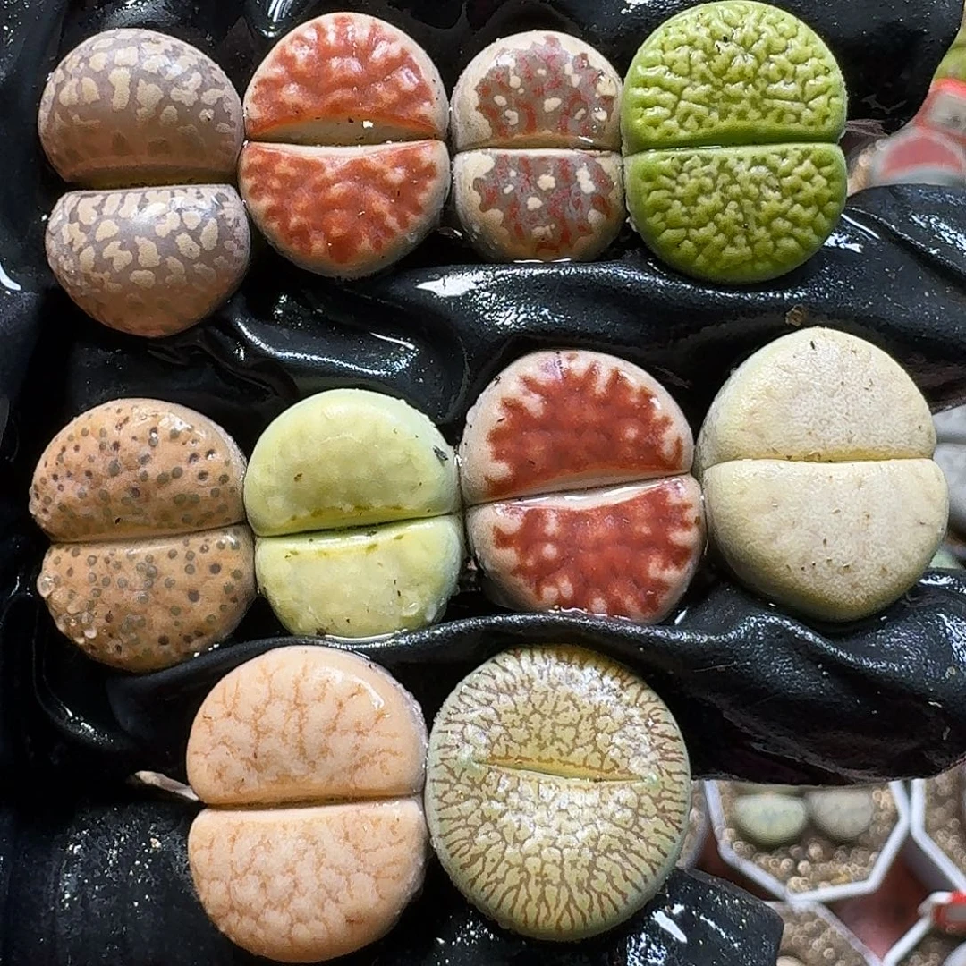 生石花111112。  300
