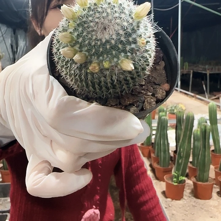 黄花玉翁1111111111