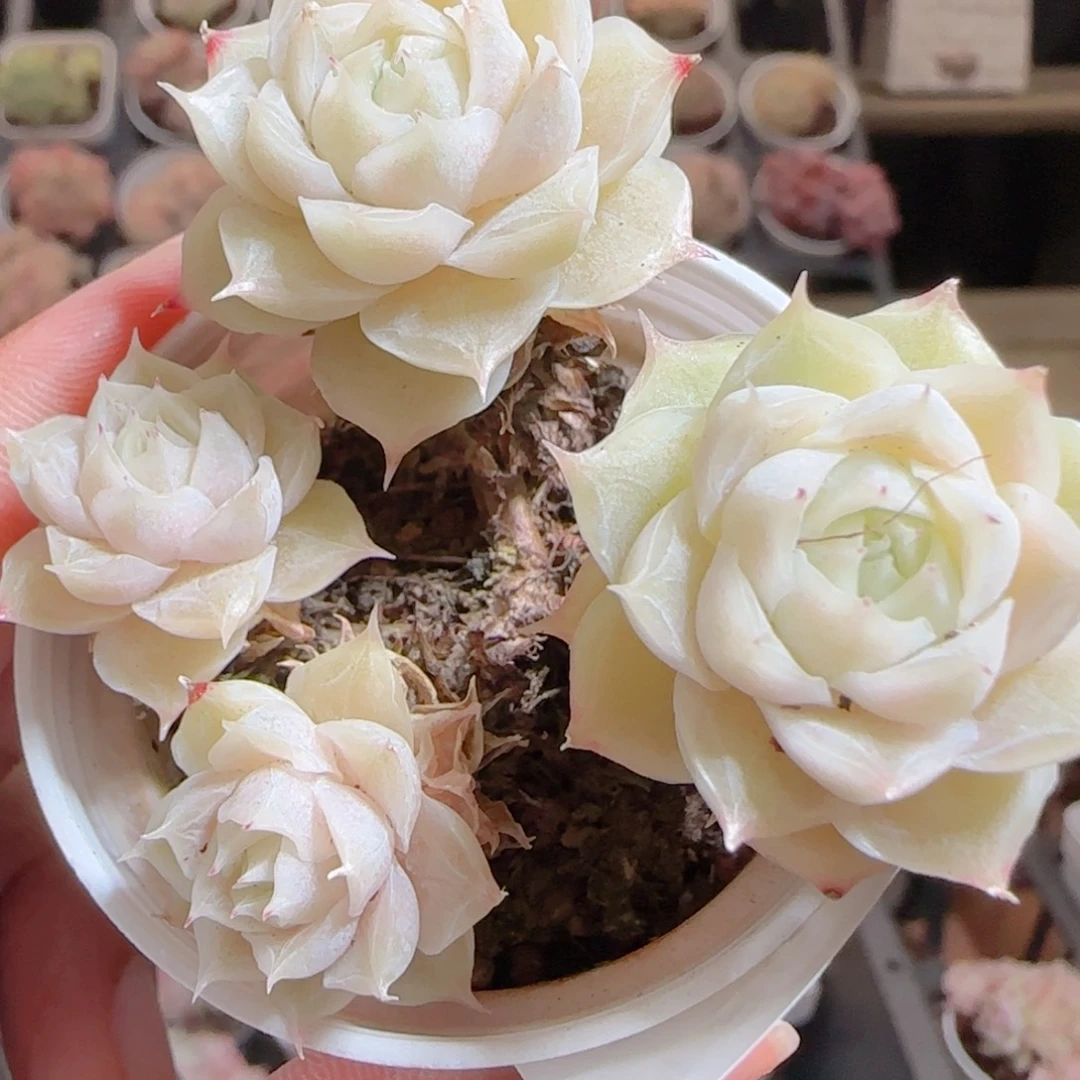 花语多肉0105-186散